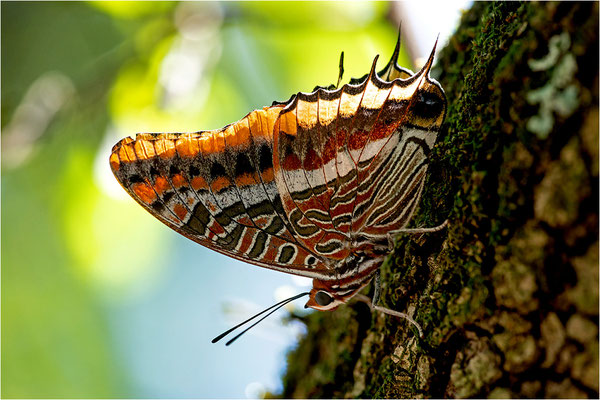 Erdbeerbaumfalter (Charaxes jasius), Frankreich, Ardèche