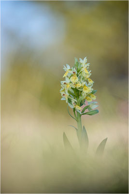 Holunder-Fingerwurz (Dactylorhiza sambucina), Frankreich, Dep. Aveyron