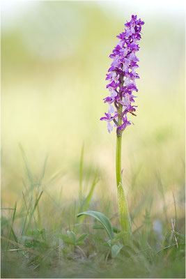 Stattliches Knabenkraut (Orchis mascula), Schweden, Farö