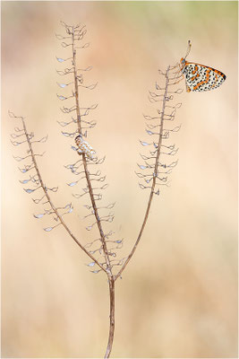Roter Scheckenfalter (Melitaea didyma), Frankreich, Ardèche