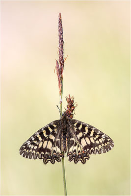 Südlicher Osterluzeifalter (Zerynthia polyxena), Männchen, Frankreich, Ardèche