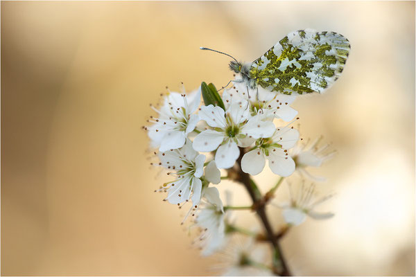 Aurorafalter (Anthocharis cardamines), Weibchen, Deutschland, Baden-Württemberg