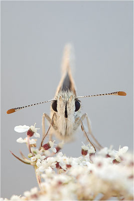 Ambossfleck-Würfeldickkopffalter (Pyrgus onopordi), Männchen, Frankreich, Drôme