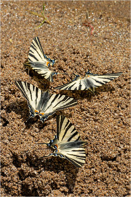 Segelfalter (Iphiclides podalirius), Frankreich, Ardèche
