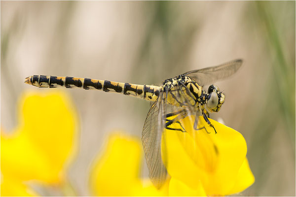 Kleine Zangenlibelle (Onychogomphus forcipatus unguiculatus), Weibchen, Frankreich, Drôme