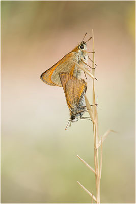 Braunkolbiger Braun-Dickkopffalter (Thymelicus sylvestris), Paarung, Italien, Region Aostatal, 900m