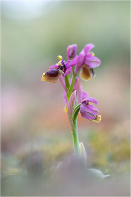 Ophrys tenthredinifera