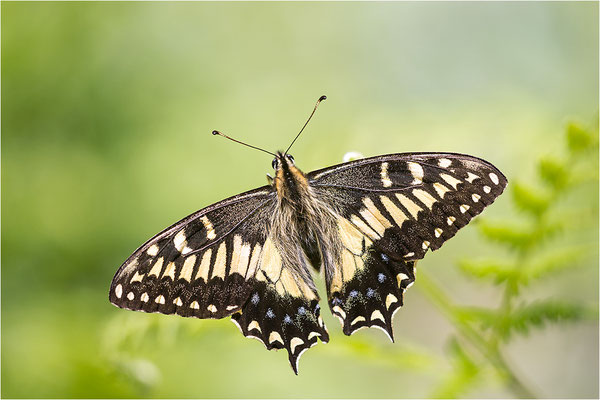 Korsischer Schwalbenschwanz (Papilio hospiton), Männchen, Frankreich, Zentralkorsika