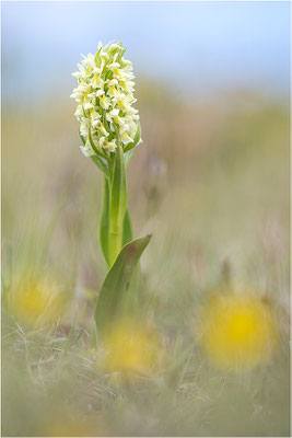 Strohgelbe Fingerwurz (Dactylorhiza ochroleuca), Schweden, Gotland