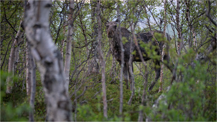 Elch (Alces alces), Schweden, Norrbotten