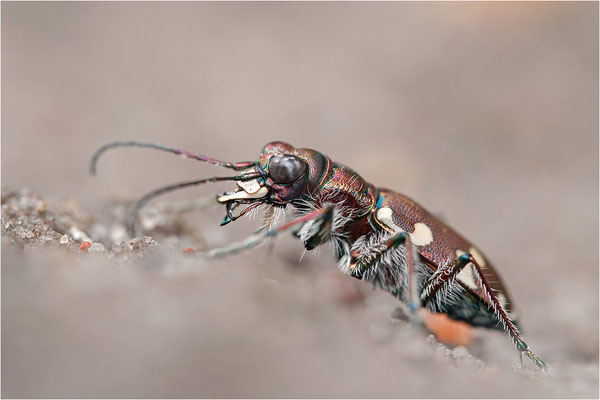 Dünen-Sandlaufkäfer (Cicindela hybrida hybrida), Deutschland, Brandenburg