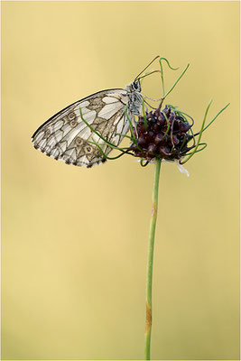 Schachbrettfalter (Melanargia galathea), Weibchen, Deutschland, Baden-Württemberg