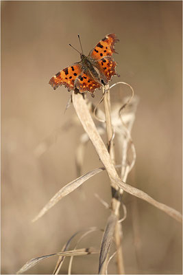 C-Falter (Polygonia c-album), Deutschland, Baden-Württemberg
