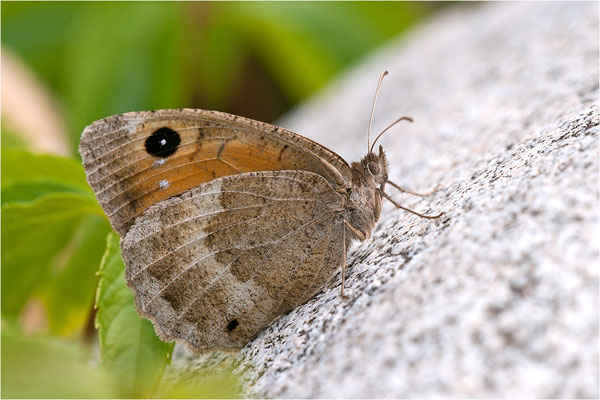 Weißkernauge (Satyrus ferula), Weibchen, Frankreich, Ardèche
