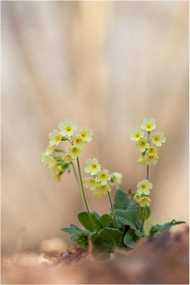 Hohe Schlüsselblume (Primula elatior), Deutschland, Baden-Württemberg