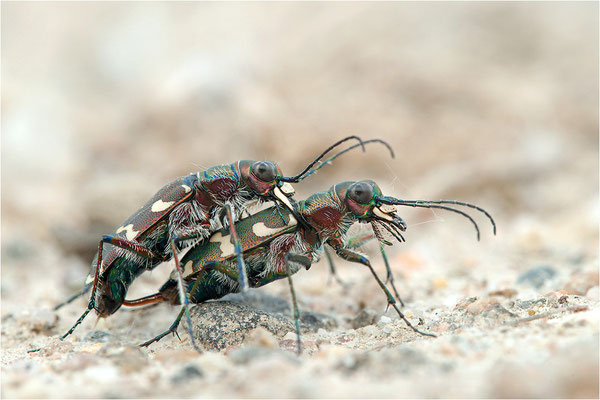 Dünen-Sandlaufkäfer (Cicindela transversalis pseudoriparia), Paarung, Deutschland, Baden-Württemberg