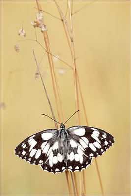 Schachbrettfalter (Melanargia galathea), Männchen, Deutschland, Baden-Württemberg