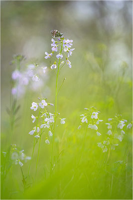 Aurorafalter (Anthocharis cardamines), Männchen, Deutschland, Baden-Württemberg