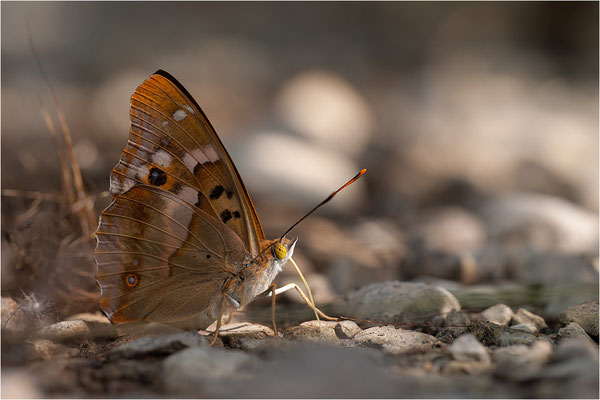 Kleiner Schillerfalter (Apatura ilia), Männchen, Deutschland, Baden-Württemberg
