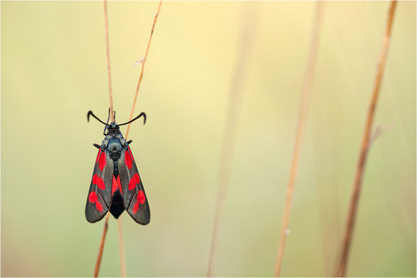 Sechsfleck-Widderchen (Zygaena filipendulae), Deutschland, Baden-Württemberg