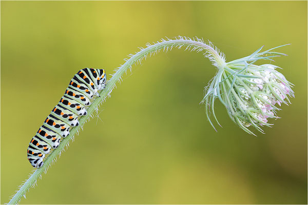 Schwalbenschwanz (Papilio machaon)