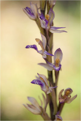 Violetter Dingel (Limodorum abortivum), Schweiz, Oberwallis
