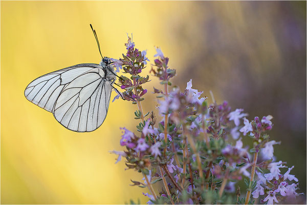 Baumweißling (Aporia crataegi), Frankreich, Ardèche