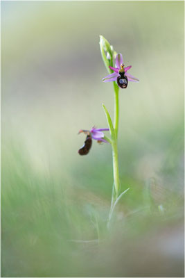 Drôme-Ragwurz (Ophrys drumana), Frankreich, Dep. Isere