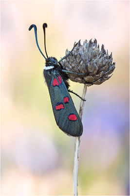 Lavendel-Widderchen (Zygaena lavandulae), Frankreich, Ardèche