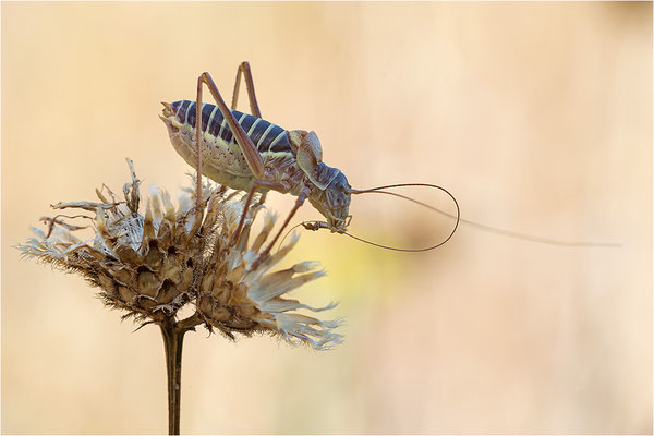 Steppen-Sattelschrecke (Ephippiger diurnus), Männchen, Frankreich, Drôme