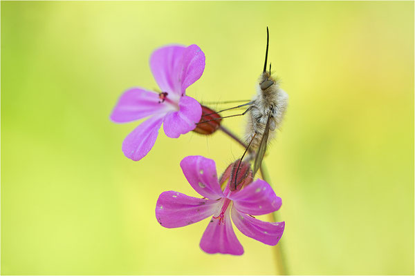 Kleiner Wollschweber (Bombylius minor), Deutschland, Baden-Württemberg