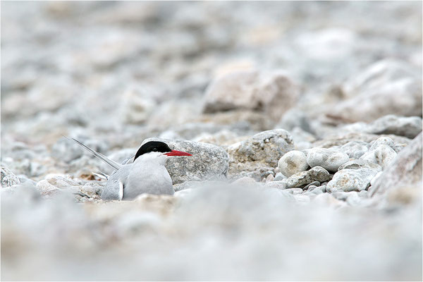 Küstenseeschwalbe (Sterna paradisea), Schweden, Farö