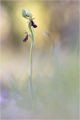 Ophrys x royanensis (=drumana x insectifera), Frankreich, Dep. Drôme
