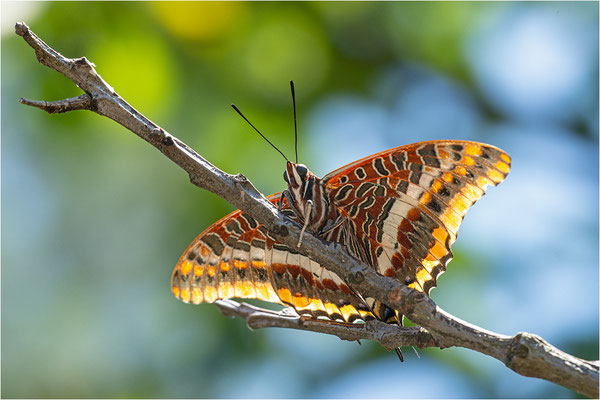 Erdbeerbaumfalter (Charaxes jasius), Frankreich, Ardèche