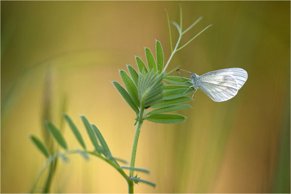 Tintenfleck-Weißling (Leptidea sinapis bzw. juvernica), Männchen, Deutschland, Baden-Württemberg