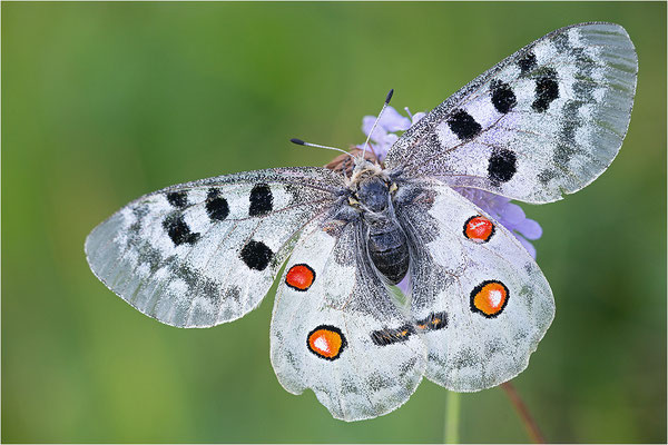 Roter Apollo (Parnassius apollo nivatus), Frankreich, Dep. Jura