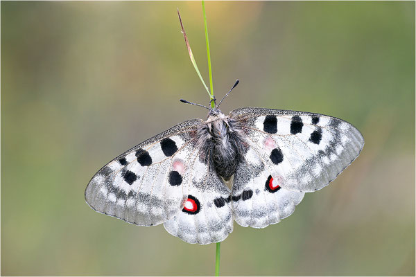 Roter Apollo (Parnassius apollo apollo), Schweden, Småland