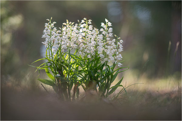 Schwertblättriges Waldvöglein (Cephalanthera longifolia), Schweden,  Farö