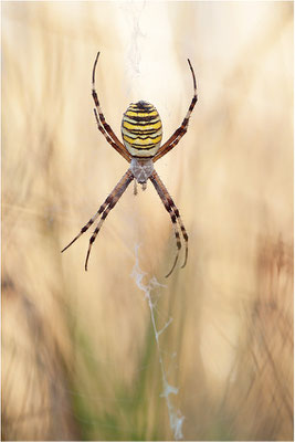 Wespenspinne (Argiope bruennichi), Weibchen, Deutschland, Baden-Württemberg