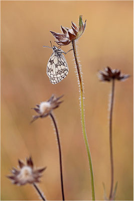 Schachbrettfalter (Melanargia galathea), Männchen, Deutschland, Baden-Württemberg