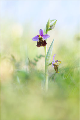 Ophrys fuciflora