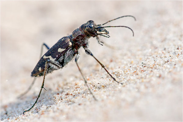 Heide-Sandlaufkäfer (Cicindela sylvatica), Schweden, Farö