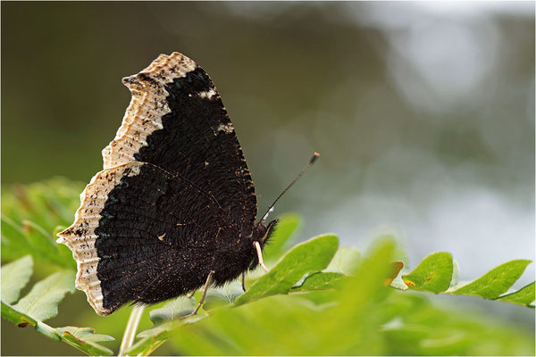 Trauermantel (Nymphalis antiopa), Schweden, Värmland