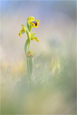 Ophrys lutea