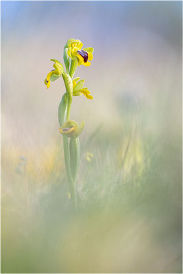 Ophrys lutea