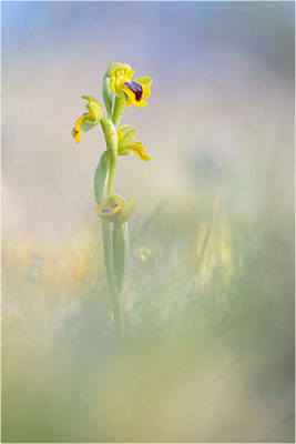 Ophrys lutea