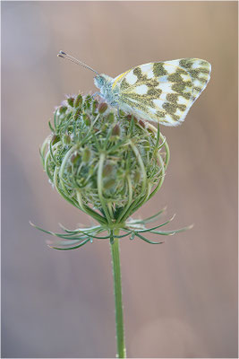Resedaweißling (Pontia daplidice), Frankreich, Drôme