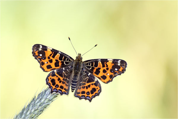 Landkärtchen (Araschnia levana), Frühjahrsform, Deutschland, Baden-Württemberg