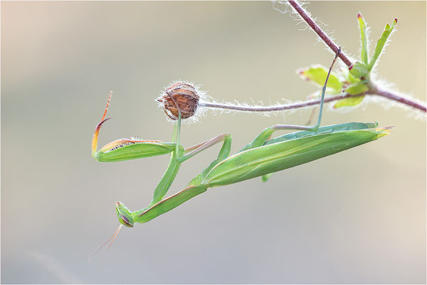 Europäische Gottesanbeterin (Mantis religiosa), Weibchen, Deutschland, Baden-Württemberg