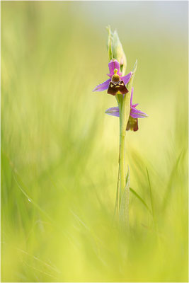 Hummel-Ragwurz (Ophrys fuciflora), Südlicher Oberrhein, Baden-Württemberg